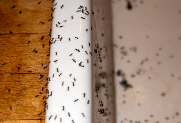Pest Control for Restaurants in Navassa, NC